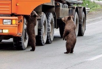 photo, bears, bears, track